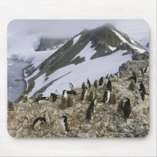 Kolonie von Chinstrap Pinguinen Mousepad