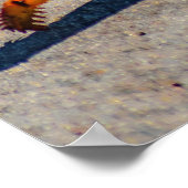 Kolored Crab, Galapagos Island, Ecuador Poster (Ecke)
