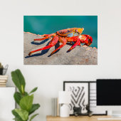 Kolored Crab, Galapagos Island, Ecuador Poster (Heimbüro)