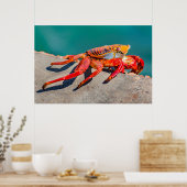 Kolored Crab, Galapagos Island, Ecuador Poster (Küche)