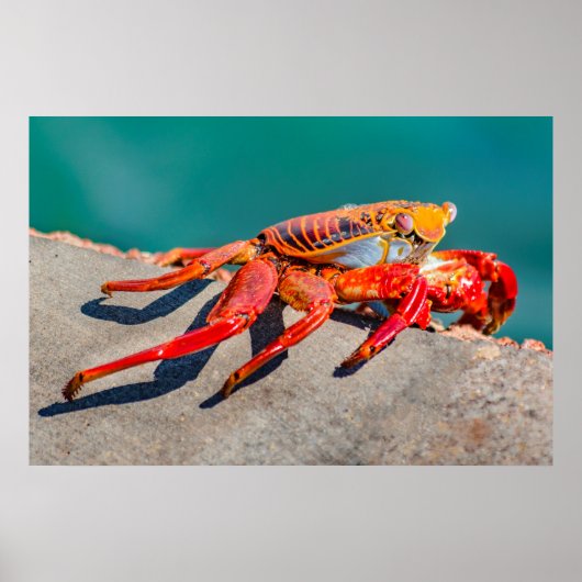 Kolored Crab, Galapagos Island, Ecuador Poster (Vorne)