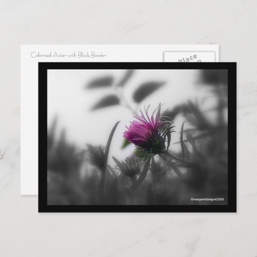 Koloriertes Aster mit schwarzer Grenze Postkarte (Vorne/Hinten)