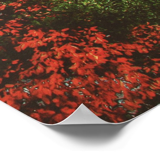 Kolosseum, Rom, Italien Poster (Ecke)