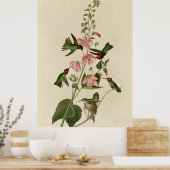 Kolumbianer Hummingbird Poster (Küche)