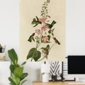 Kolumbianer Hummingbird Poster (Heimbüro)