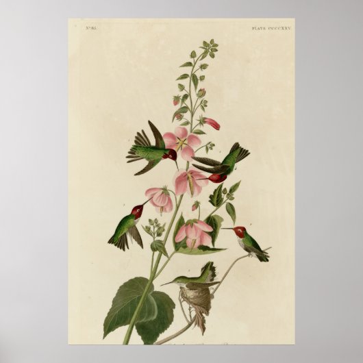 Kolumbianer Hummingbird Poster (Vorne)