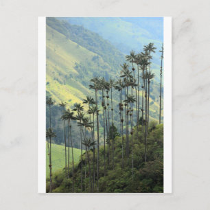 Kolumbianische Wachpalmen im Cocora-Tal Postkarte