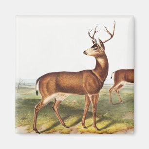 Kolumbianischer Maultierhirsch (Cervus Richardsoni Magnet