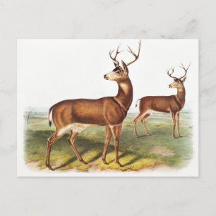 Kolumbianischer Schwarzschwanzhirsch (Cervus Richa Postkarte