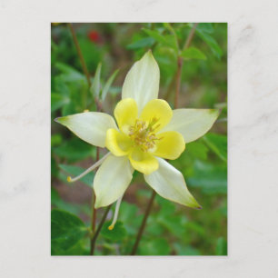 Kolumbin-Blume in Gelb Postkarte