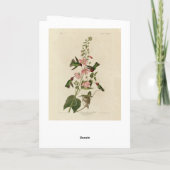 Kolumbisch (Anna's) Humming Bird - Audubons Vögel Karte (Rückseite)