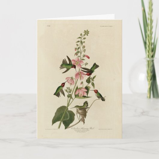 Kolumbisch (Anna's) Humming Bird - Audubons Vögel Karte (Vorderseite)