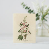 Kolumbisch (Anna's) Humming Bird - Audubons Vögel Postkarte (Stehend Vorderseite)