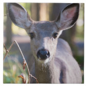 Kolumbischer Schwarzschwanzhund | Washingtoner Sta Fliese (Vorderseite)