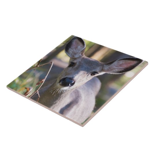 Kolumbischer Schwarzschwanzhund | Washingtoner Sta Fliese (Seite)