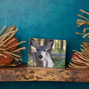 Kolumbischer Schwarzschwanzhund Washingtoner Sta Fotoplatte