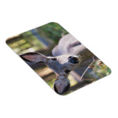 Kolumbischer Schwarzschwanzhund | Washingtoner Sta Magnet (Rechte Seite)