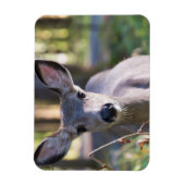 Kolumbischer Schwarzschwanzhund | Washingtoner Sta Magnet (Vertikal)