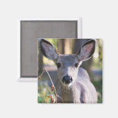 Kolumbischer Schwarzschwanzhund | Washingtoner Sta Magnet (Vorderseite/Rückseite)