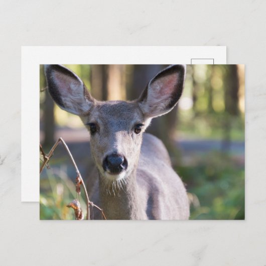 Kolumbischer Schwarzschwanzhund | Washingtoner Sta Postkarte (Vorne/Hinten)