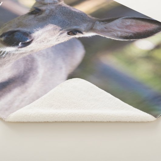 Kolumbischer Schwarzschwanzhund | Washingtoner Sta Sherpadecke (3/4)