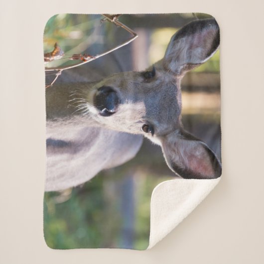 Kolumbischer Schwarzschwanzhund | Washingtoner Sta Sherpadecke (Vorderseite)