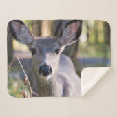 Kolumbischer Schwarzschwanzhund | Washingtoner Sta Sherpadecke (Vorderseite (Horizontal))