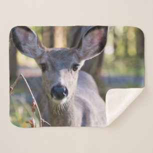 Kolumbischer Schwarzschwanzhund   Washingtoner Sta Sherpadecke