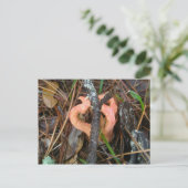 Kolumne Stinkhorn Mushroom OBX Postkarte (Stehend Vorderseite)