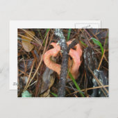 Kolumne Stinkhorn Mushroom OBX Postkarte (Vorne/Hinten)