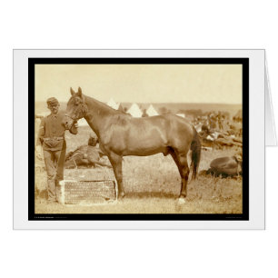 Komanche, Armeehorse SD 1887
