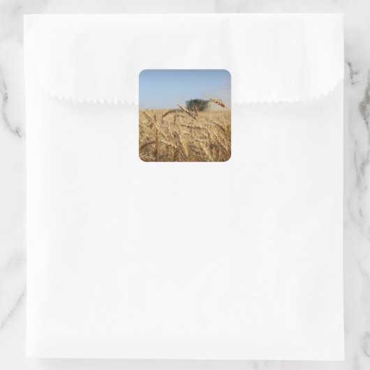 Kombinieren in Weizenfeldern Quadratischer Aufkleber (Tasche)