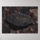 Komet Poster (Vorne)