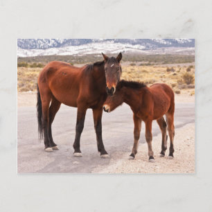 Komfort suchen postkarte