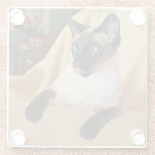 Komischer die Siegel-Punkt-siamesische Katze, die Glasuntersetzer (Rückseite)