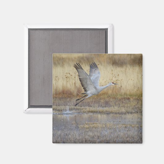 Komm mit mir Sandhill Crane Magnet (Vorderseite/Rückseite)