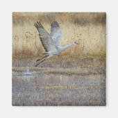 Komm mit mir Sandhill Crane Magnet (Vorne)