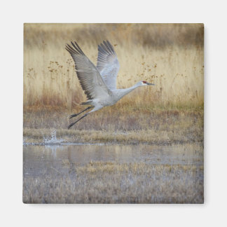 Komm mit mir Sandhill Crane Magnet
