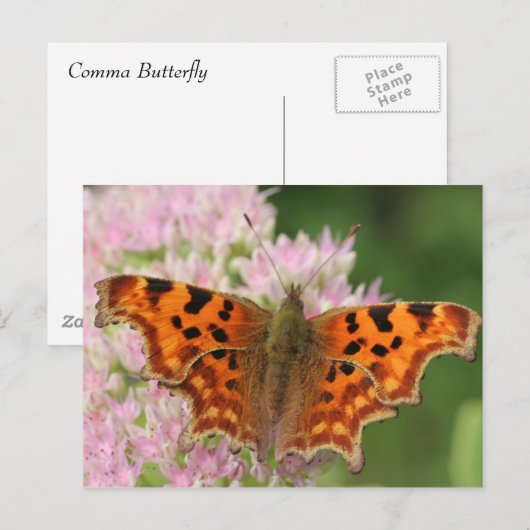 Komma-Schmetterling Postkarte (Vorne/Hinten)