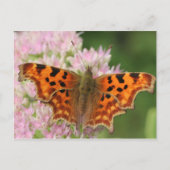 Komma-Schmetterling Postkarte (Vorderseite)