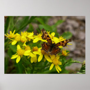 Kommafalter im Glacier-Nationalpark Poster