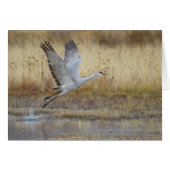 kommen Sie mit mir Sandhill Crane (Vorderseite (Horizontal))