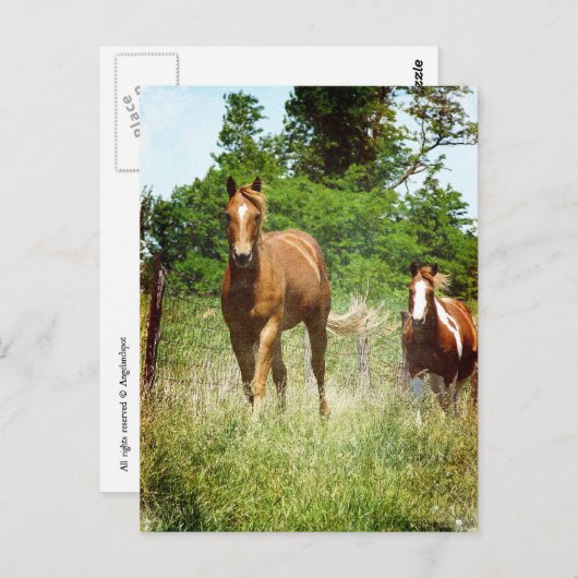 Kommen Sie, wenn gerufen, zwei Pferde Postkarte (Vorne/Hinten)