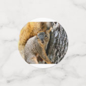 Kommst du nicht? Eichhörnchen Konfetti (Klein Vorderseite)