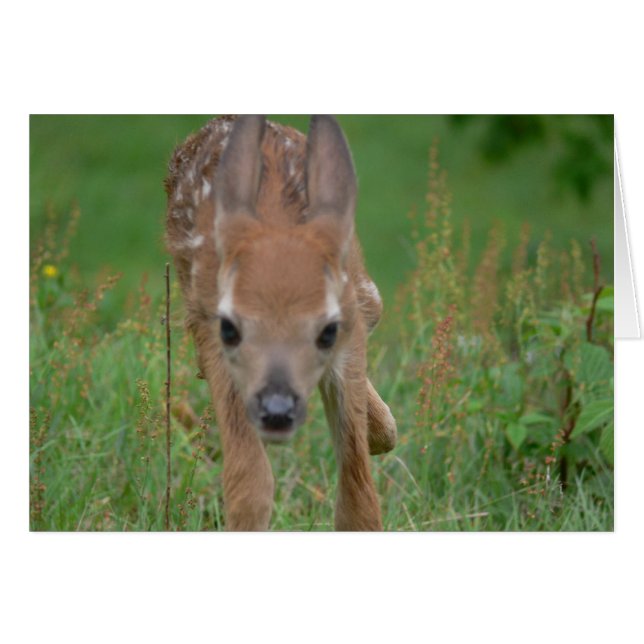Kommt hier Bambi Karte (Vorderseite (Horizontal))