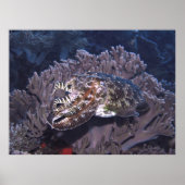 Komodo Cuttlefish Poster (Vorne)