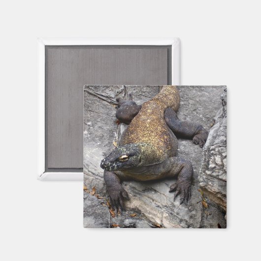 Komodo-Drache auf warmem Stein Magnet (Vorderseite/Rückseite)