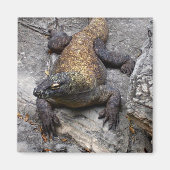Komodo-Drache auf warmem Stein Magnet (Vorne)