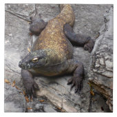 Komodo-Drache auf warmen Felsen Fliese (Vorderseite)