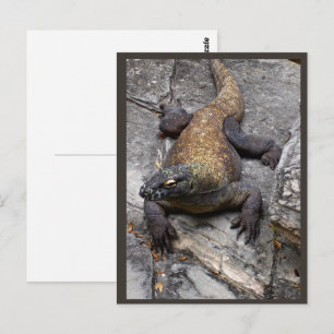 Komodo-Drache Fels-Szene Postkarte